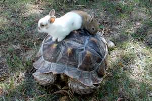 Baby bunnies on Rambo the tortoise