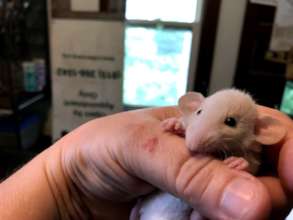 Baby girl ratty