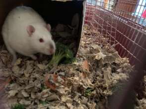 New ratty Castiel