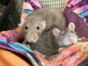 New ratty Iris with Peggy