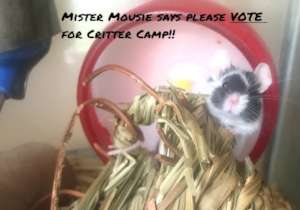 Mousie