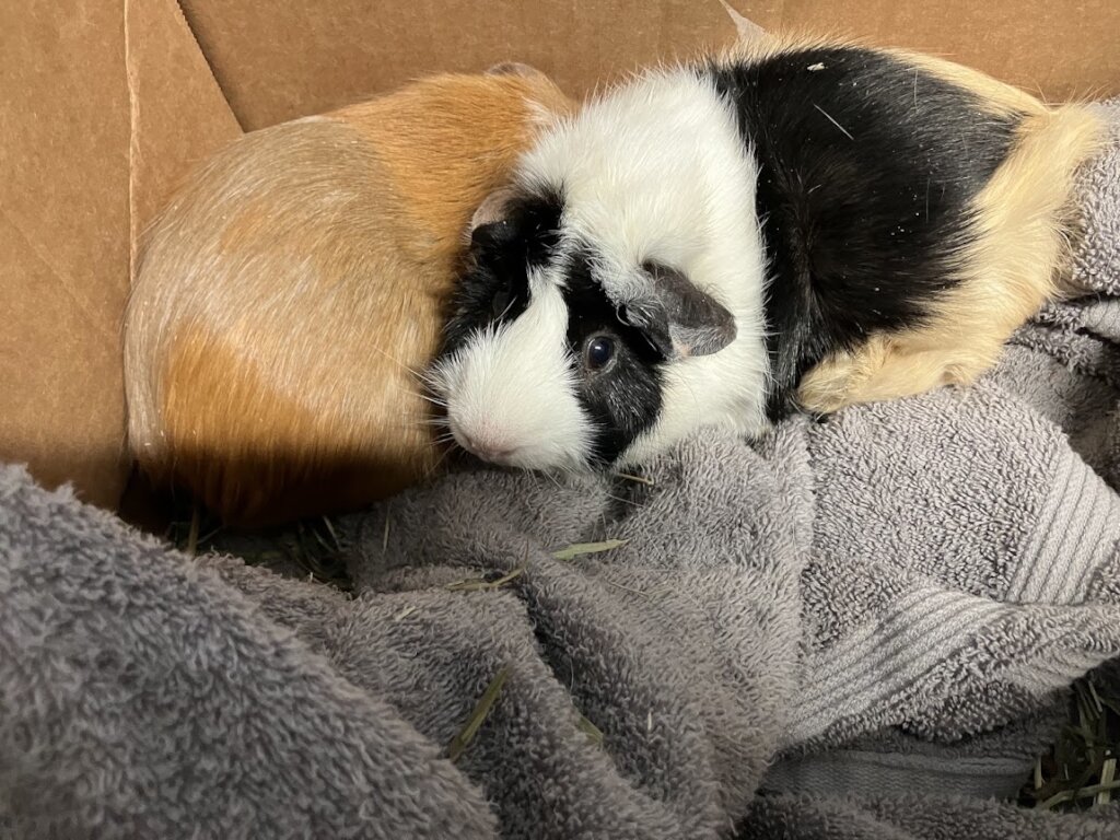 Axel