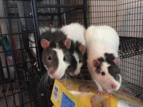 Jordan, Snowball & Mr Whiskers