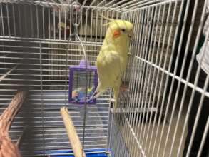 Sweetie bird