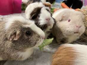 lady piggies