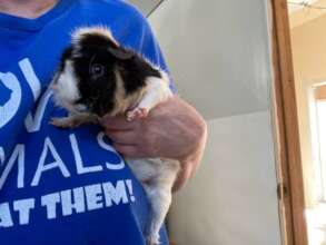 New guinea pig Bacon