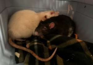 Gus & Shaun