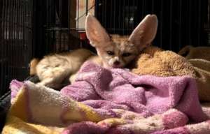 Miss Bunny resting happily at home