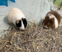 Muffin & Henry