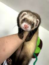 Shabba ferret