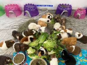 The lady guinea pigs