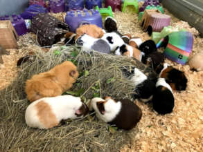 The lady guinea pigs