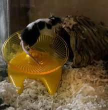 Sir Steer