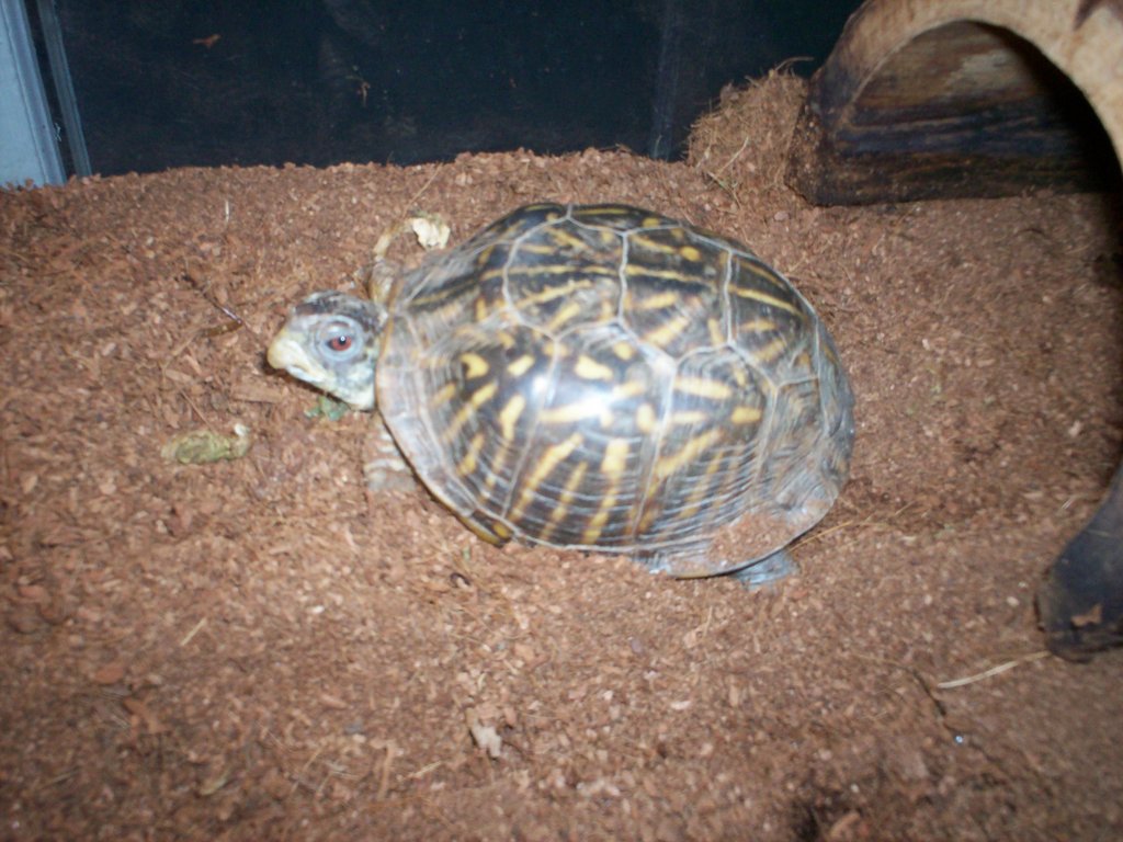 Alberta the western box turtle