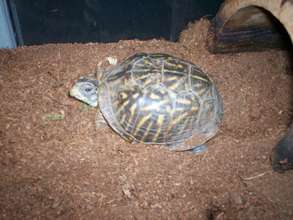 Alberta the western box turtle