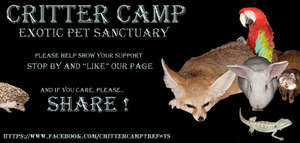 Like Critter Camp on Facebook - Link below