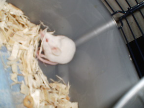 Little Al