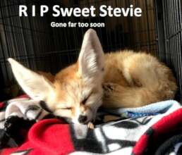 RIP Stevie