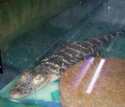 Ray the alligator