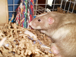 Templeton