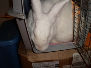Alice the rabbit