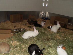 Alice in Bunny Haven with new friends