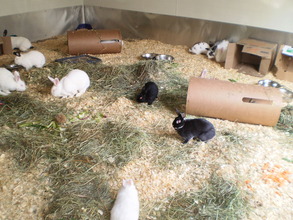 Arabella & friends in Critter Camp's Bunny haven