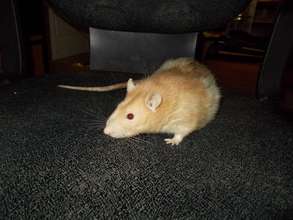 Monster the Ratty