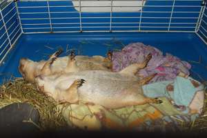 Synchronized Sleeping