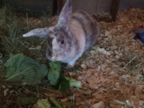 Caliope, another new rescue