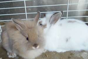 Baby Bunnies