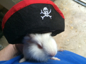 Pirate piggy