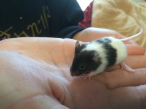 Baby mousie