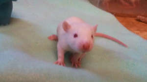 Cute baby ratty looking for a home