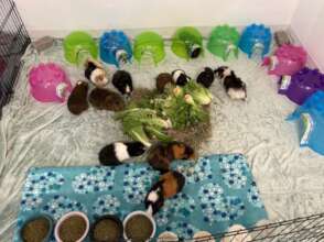 the boy guinea pigs
