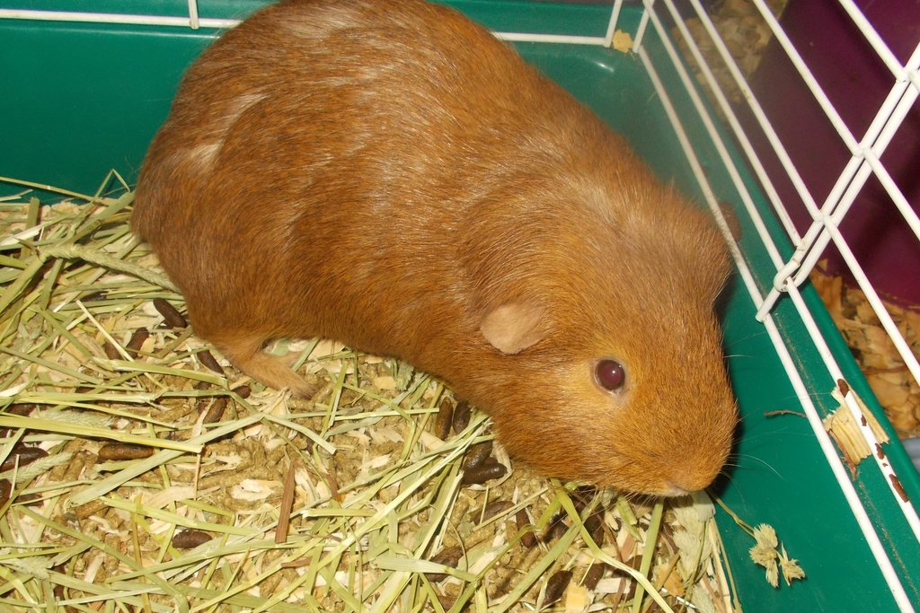 Brownie