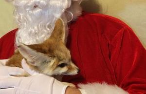 Santa & Wiley