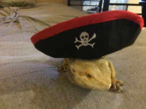 Pirate Dale