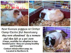 New Piggies