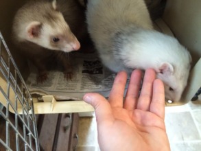 Penelope & Felix