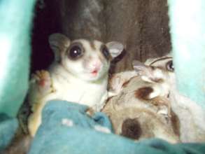 Family of 5 gliders