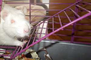 Gandalph the White
