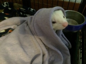 Pogo the ferret posing as Obi Wan Kenobe or ET