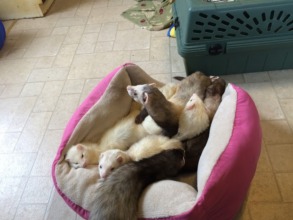 Welcoming the new ferrets