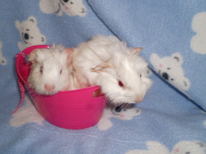 Fluffy and Snowball say thank you!