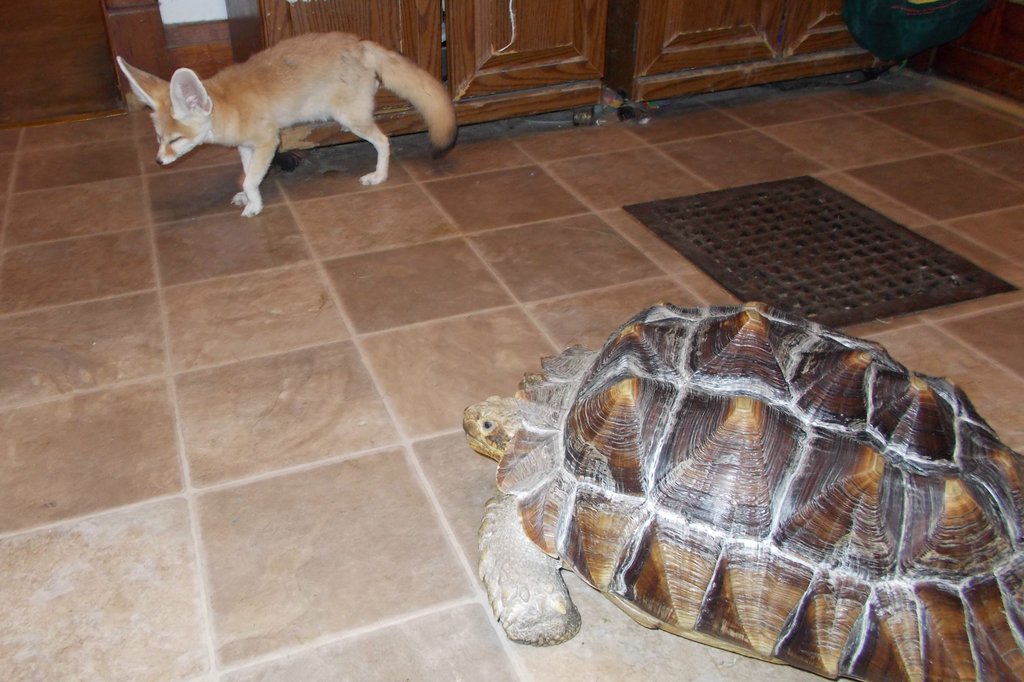 Wiley the fennec fox & Rambo the tortoise