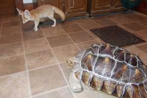 Wiley the fennec fox & Rambo the tortoise