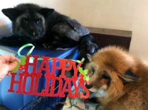 Zorro & Tod say Happy Holidays!