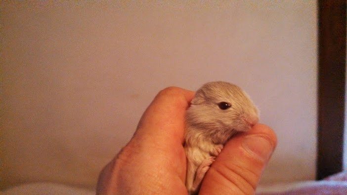 Baby gerbil
