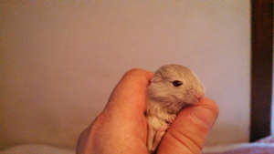 Baby gerbil